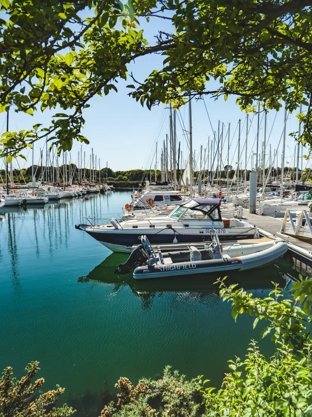 Une photo qui montre un port de plaisance avec de nombreux voiliers amarrés, l’eau turquoise, et un arbre au premier plan dont les branches et feuilles encadrent l’image. Au centre, plusieurs bateaux sont proches d’un ponton; on distingue aussi une rangée de mâts de voiliers au fond.