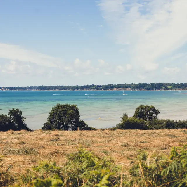Een opname van een kustlandschap met een voorgrond van goudkleurig gras/land en struiken, dan een turkooisblauwe zee, met een beboste kustlijn in de verte onder een heldere hemel met grote witte wolken.