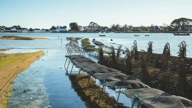 Een foto van een kustlandschap (baai) met rijen oesterzakken op tafels, rustig water en huizen in de verte onder een blauwe lucht.