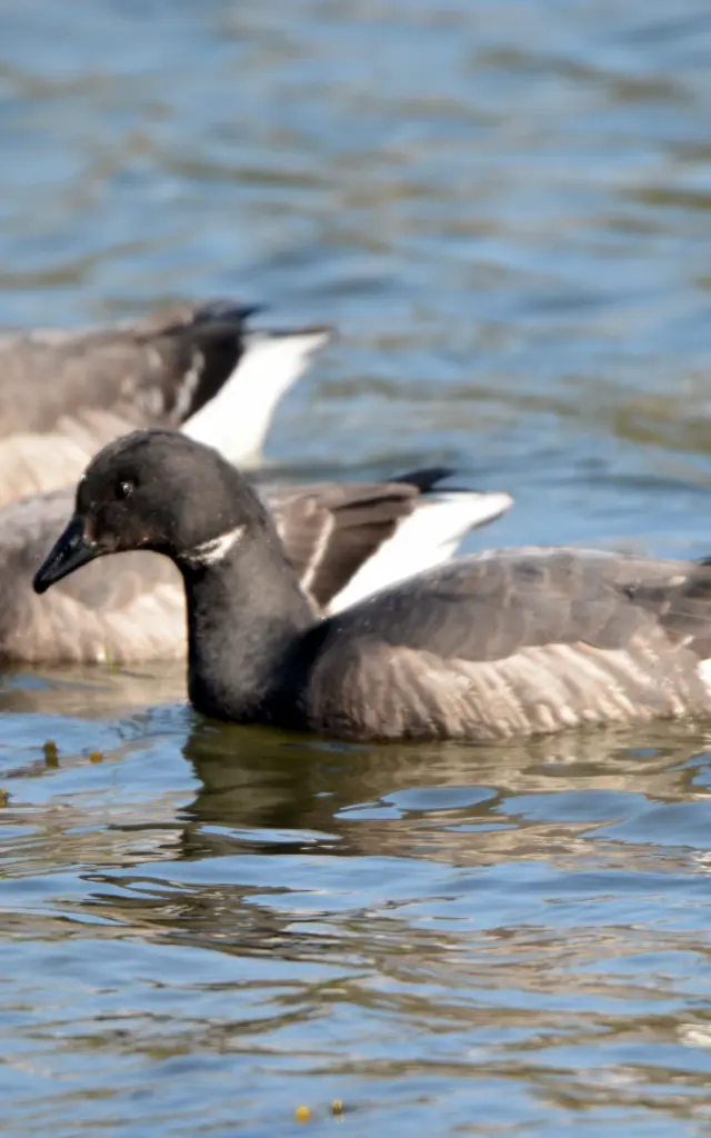 Ein Foto zeigt vier Gänse (Gänse), die auf blauem Wasser schwimmen, wobei einige Algen auf der Oberfläche zu sehen sind.