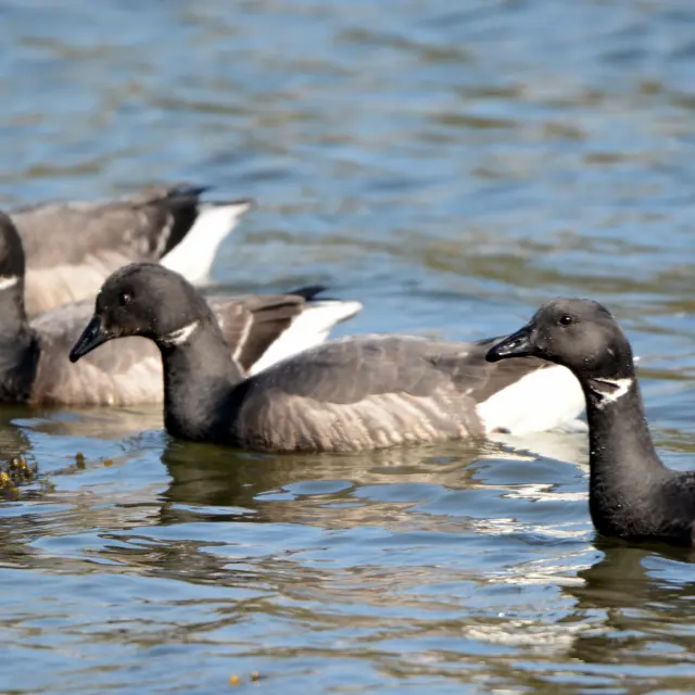 One photo shows four geese swimming on blue water, with a few algae visible on the surface.