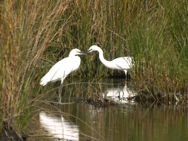 De foto toont twee witte zilverreigers in een rietveld, staand in ondiep water; hun weerspiegelingen verschijnen in het water op de voorgrond.