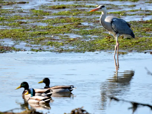 Een foto van vogels in een ondiep waterlichaam. Een grote blauwe reiger staat op lange poten in het midden van het beeld, met drie eenden zwemmend op de voorgrond. De foto toont ook gebieden met groene algen en de reflectie van de reiger in het water.