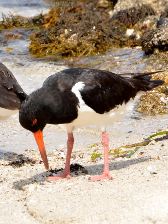 une photo au centre montrant deux oiseaux noirs et blancs (type huîtriers) sur une plage de sable, entre des rochers, l’un avec un long bec orange.