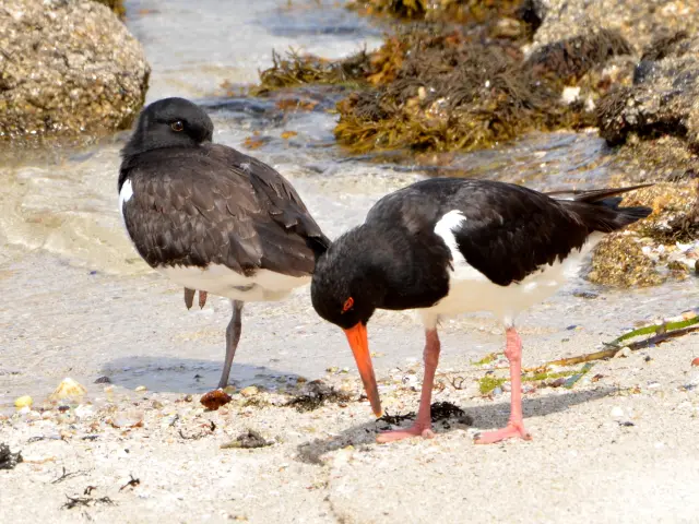 een foto in het midden waarop twee zwart-witte vogels (scholeksters) te zien zijn op een zandstrand tussen rotsen, één met een lange oranje snavel.