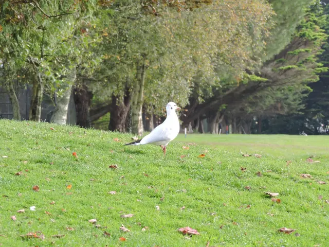 een witte meeuw op een groen gazon, met bomen op de achtergrond.