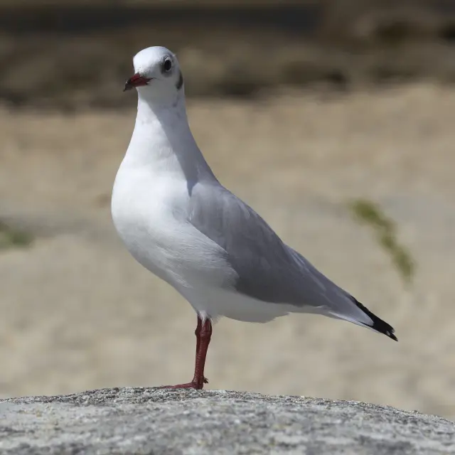 Une photo d’une mouette posée sur un rocher, sur fond de plage flou. La mouette a la tête et le ventre blancs, le dos gris clair, le bout des ailes noir, un bec rouge foncé et des pattes rouges.