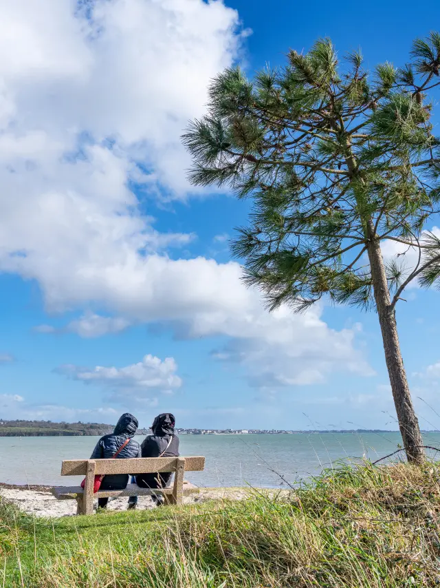 La photo montre un paysage au bord de l’eau: un banc avec deux personnes assises de dos, un grand pin penché vers la droite, de l’herbe au premier plan, et un ciel bleu avec de gros nuages blancs.