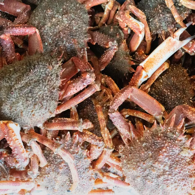 Photo qui montre un tas d’araignées de mer (crabes) entassées, vues de près. Les carapaces sont brun-gris, rugueuses et couvertes de petits points; les pattes sont rosées/orangées. Plusieurs pinces blanches ou clair rosé sont visibles.