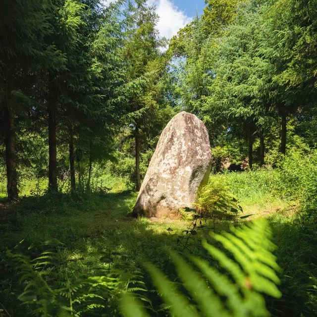 Une grande photo est affichée au centre-gauche: un menhir (grande pierre dressée) dans une clairière, entouré d’arbres verts; des fougères au premier plan; ciel bleu avec un peu de nuages.