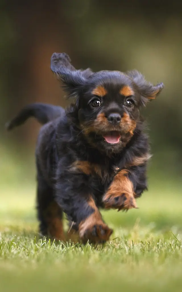 Chien
