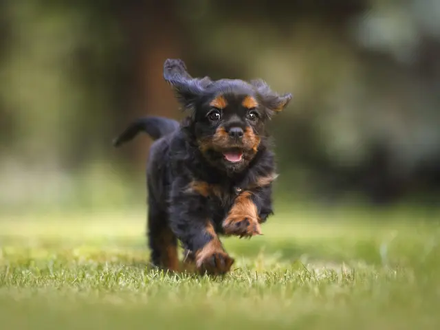 Chien