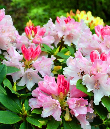 Azalea La Forêt-Fouesnant