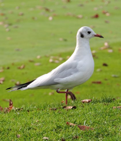 HELENE LE GUERN SEAGULL