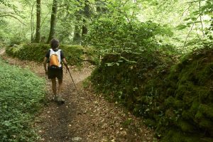 Met bomen omzoomde wandeling