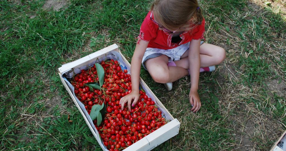 Girl Cherries