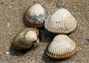 Herzmuscheln auf dem Sand