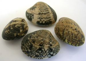 Venusmuscheln