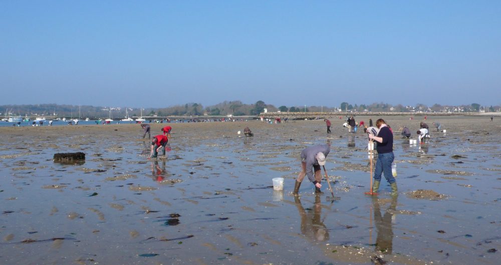 Pêcheurs à pieds sur la plage de Kerleven