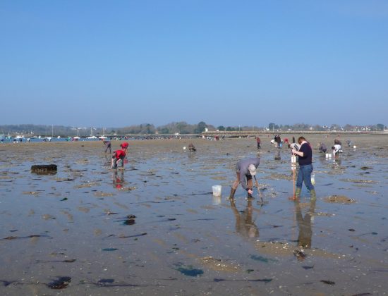 Pêcheurs à pieds sur la plage de Kerleven