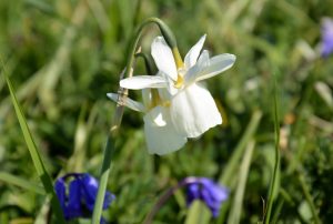 Glénan Narcissus