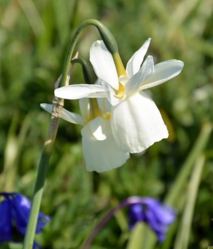 Glénan Narcissus