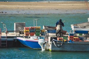 Ostréiculteurs sur un ponton qui trie les coquillages, près de bateaux de pêche et de caisses à coquillages colorées