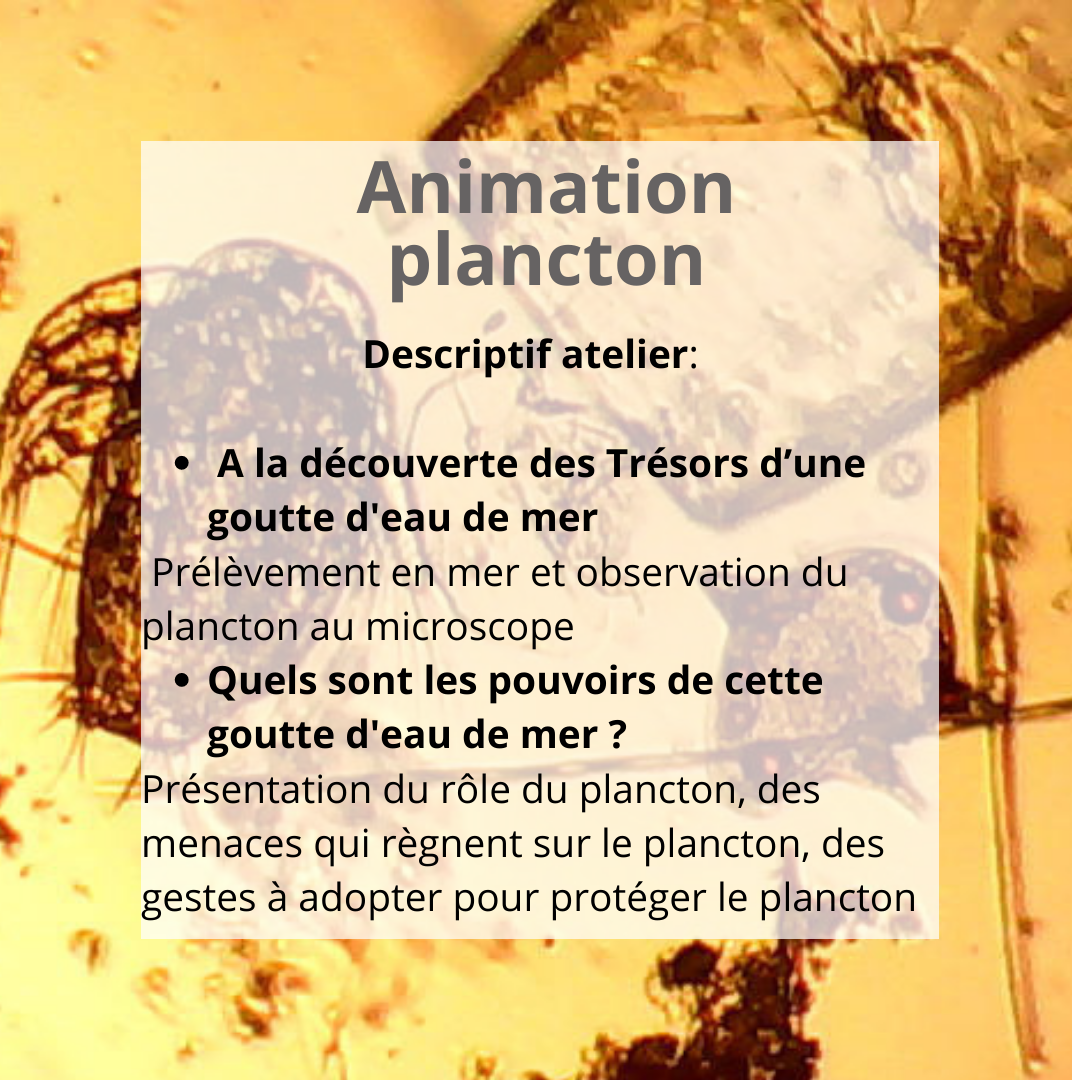 Animation plancton