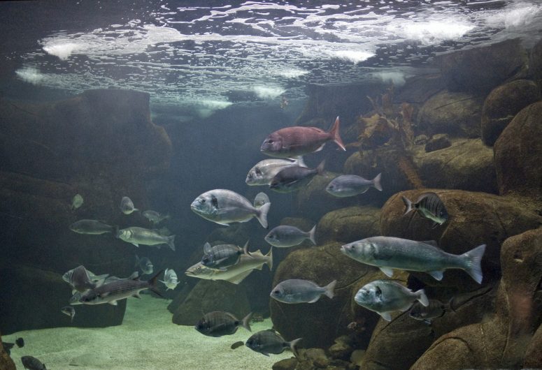 Marinarium – Aquarium à Concarneau – Aquariums Finistère Sud, Bretagne