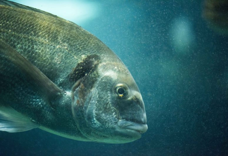 Marinarium – Aquarium à Concarneau – Aquariums Finistère Sud, Bretagne