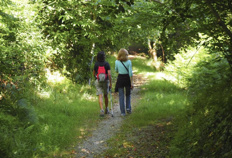 Forest trail