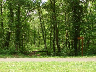 Bois de Pleuven