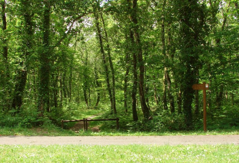 Bois de Pleuven
