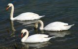 Swans in the cove of La Forêt