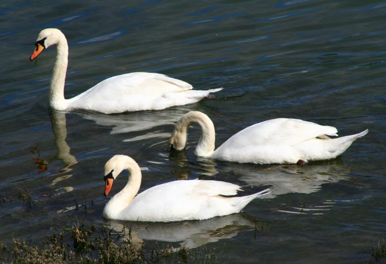 Schwäne in der Bucht von La Forêt