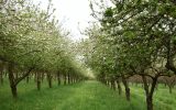 Obstgarten – Séhédic Apfelwein