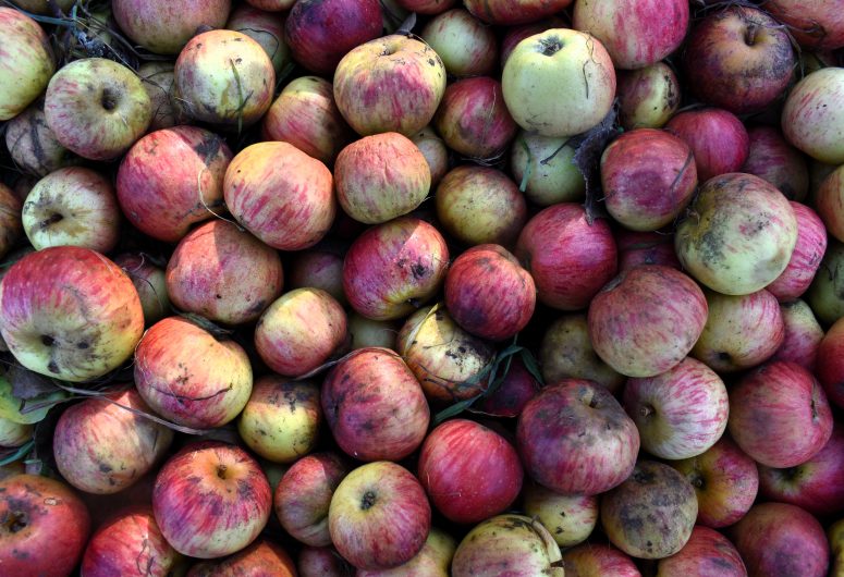 Lokale bretonische Äpfel – Cidre Séhédic