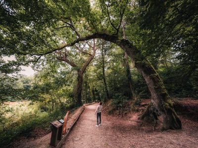 L’arbre girafe