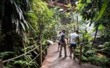 Foret-tropicale-Copyright-Simon-Cohen–2–edited