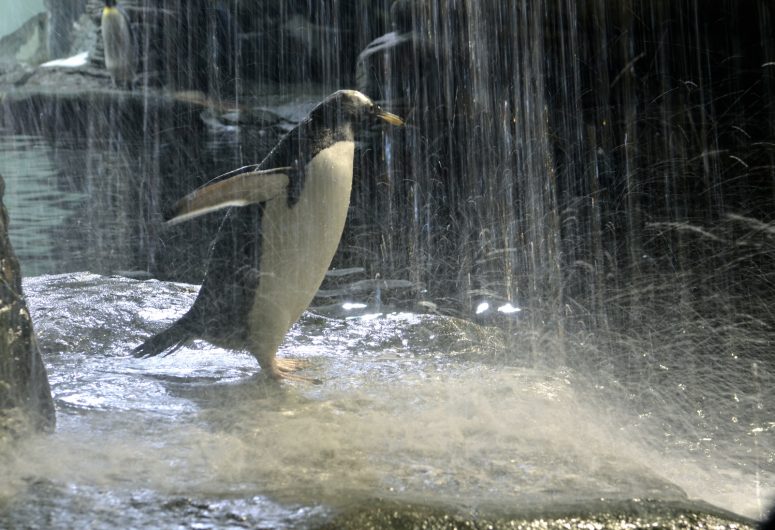 Gentoo penguin waterfall