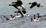 Brent Goose