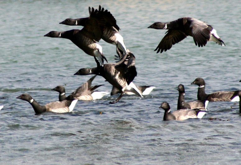 Brent Goose