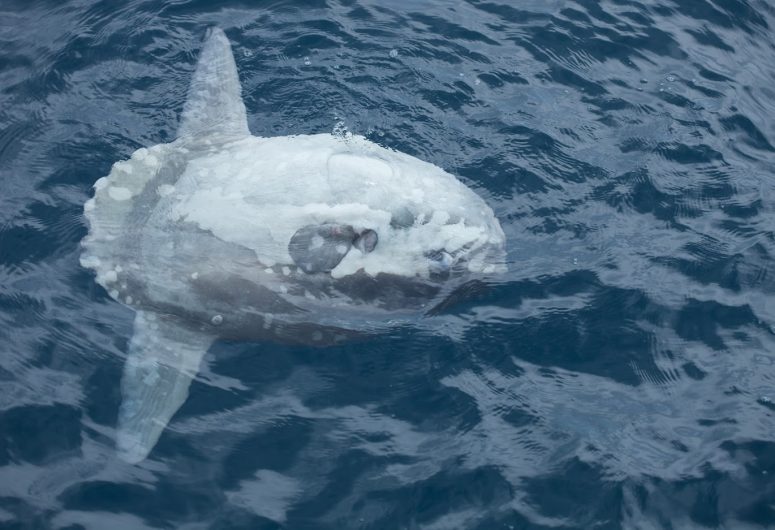 Ocean Fauna – Sunfish