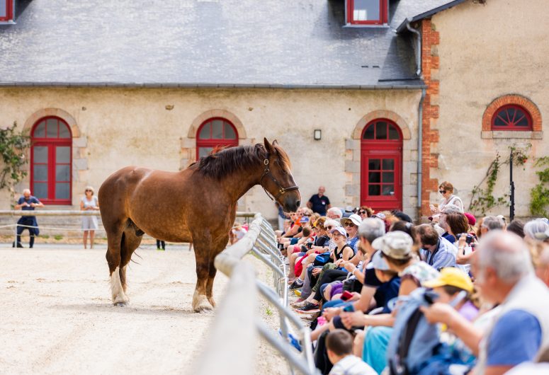 Reportage_Haras_Hennebont_QAPTUR_HD7