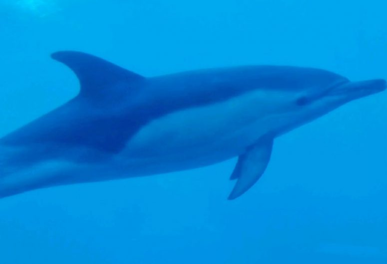 Traversée Cadou – Dauphin