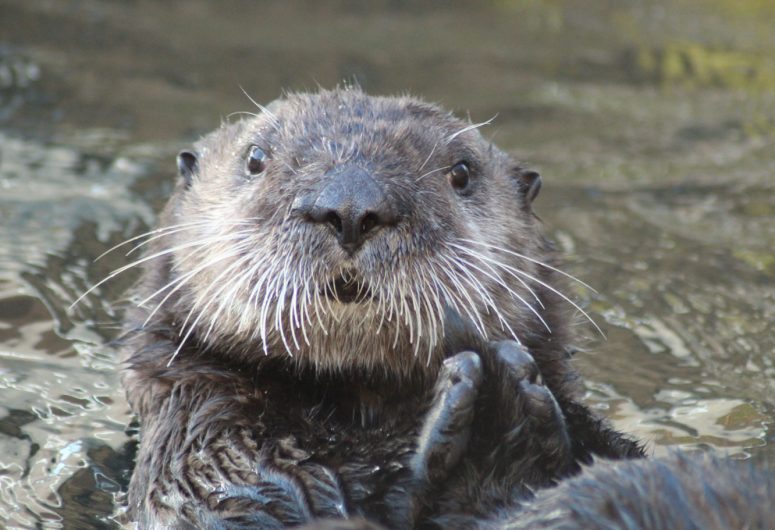 Sea Otter Trail