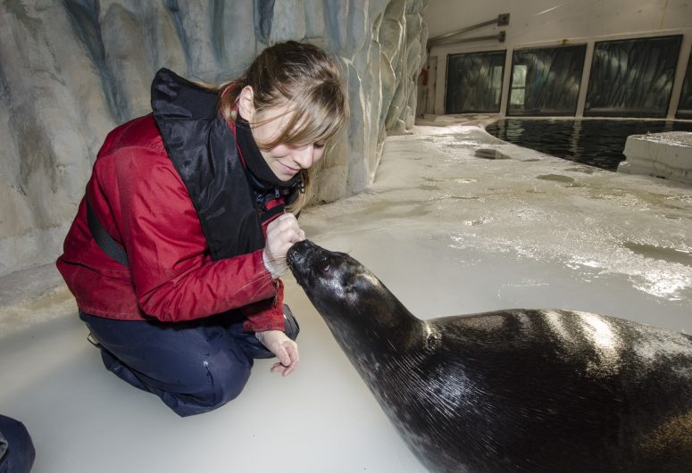 Soin-phoque-polaire-Copyright-Oceanopolis