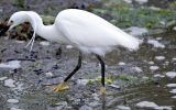 kleine zilverreiger