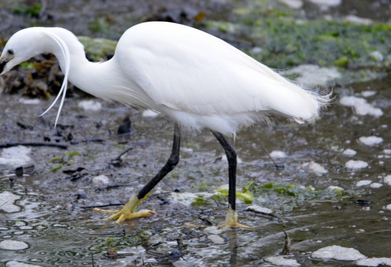 Aigrette garzette