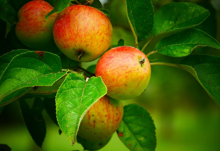 Äpfel – Obstgärten von Kermao